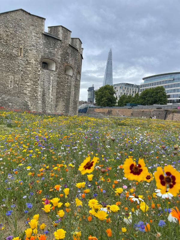 Tower of London moat with flowers and the Tower Bridge in the background.