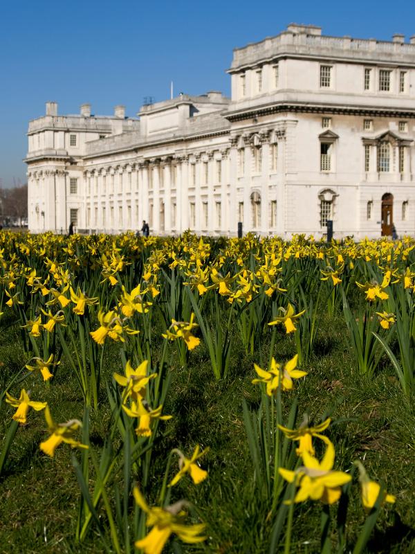 Greenwich Daffodils.