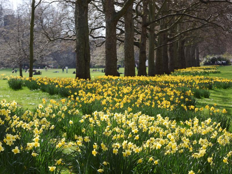 St James's Park London daffodils.