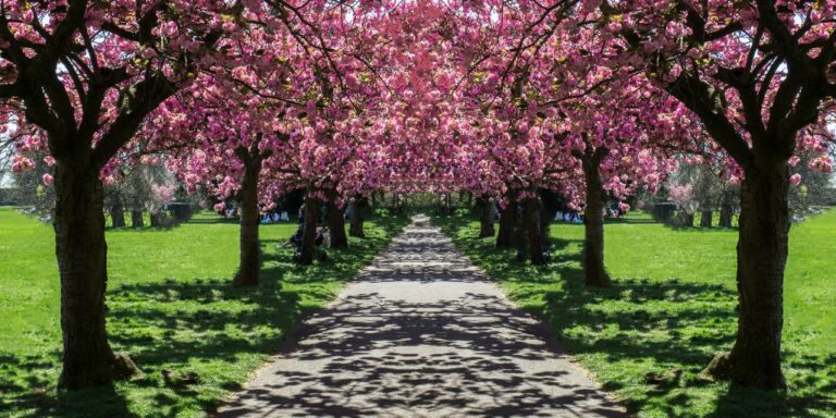 London in April is full of cherry blossom.