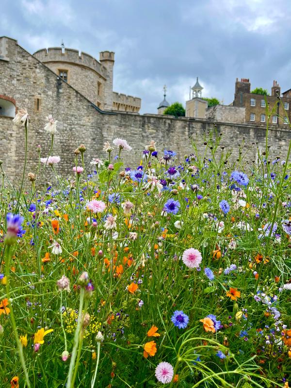 Flowers in a castle moat.