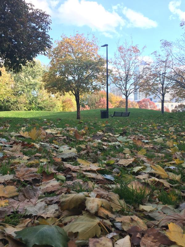 A London park in October with leaves on the grass.