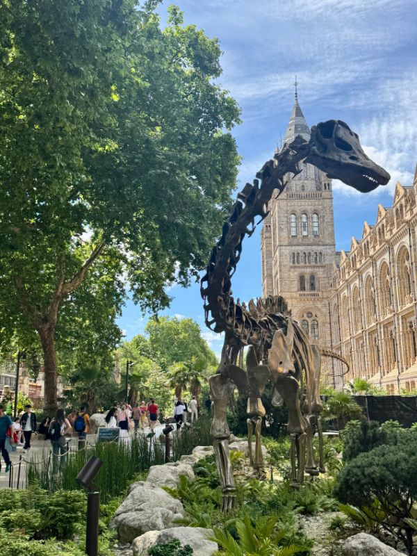 Diplodocus skeleton in the garden of the Natural History Museum, London.