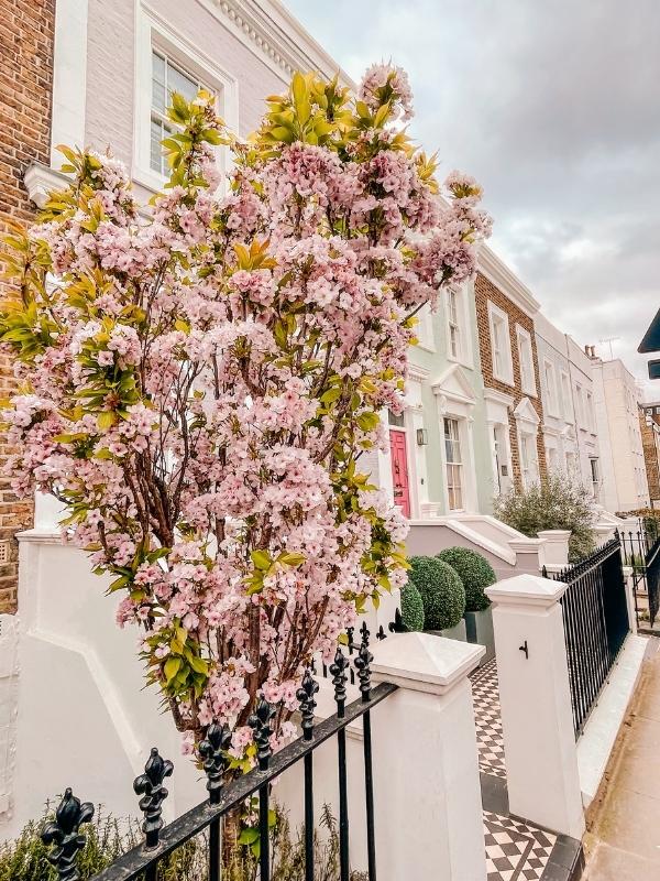 Cherry blossom on a residential street in Notting Hill, London in spring