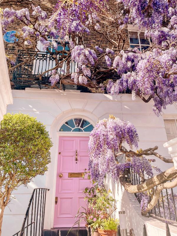 Wisteria in full bloom on a London townhouse in May