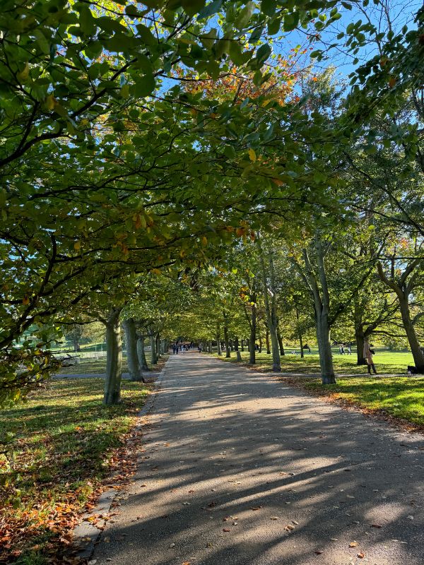 A tree-lined avenue in Greenwich Park turning golden in October