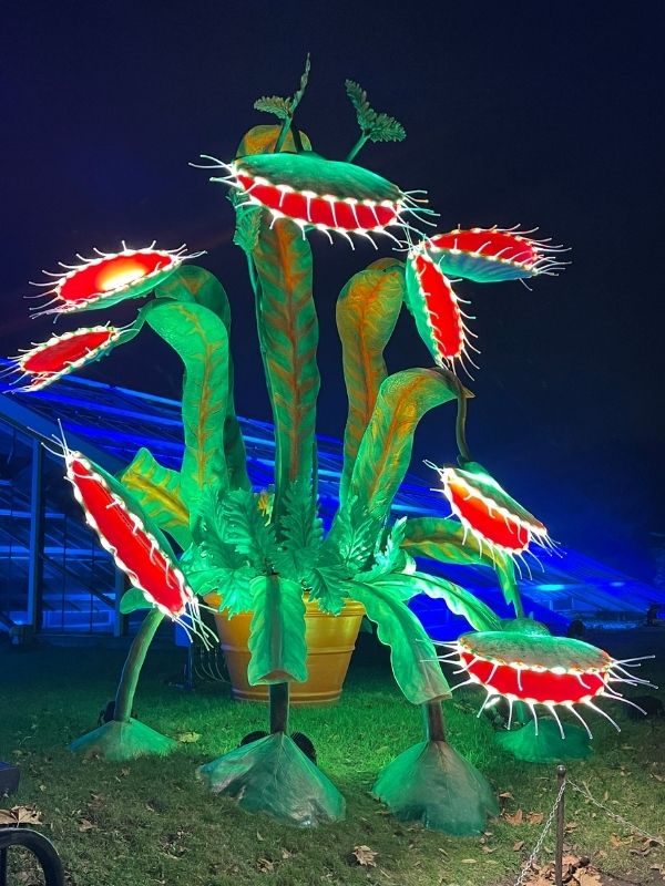 Giant illuminated Venus flytrap light sculpture on the Christmas at Kew trail