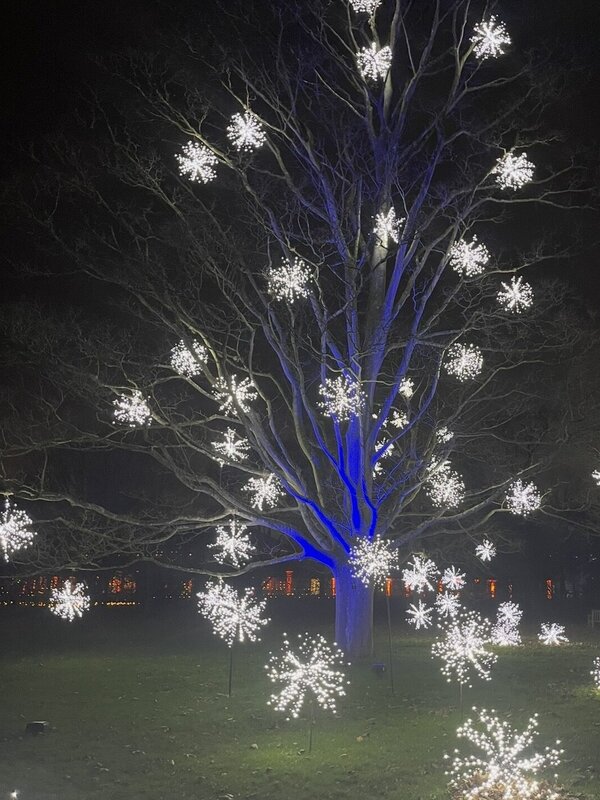 Illuminated snowflakes and a blue lit tree on the Christmas at Kew light trail 