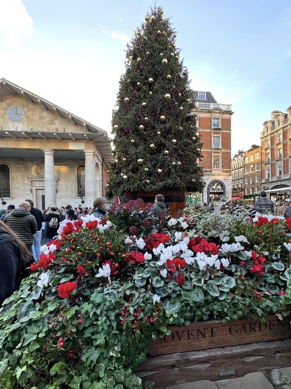 The Covent Garden Christmas tree and winter flower planters in daylight in November 
