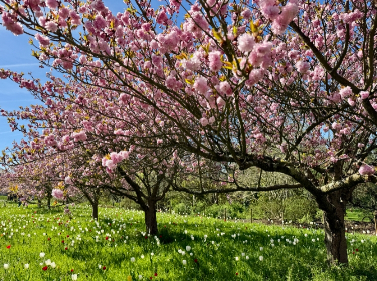Events in London in April: pink blossom trees in a London park