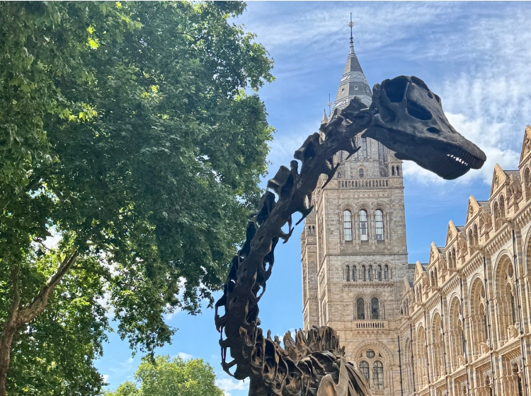 Events in London in August: the bronze Diplodocus skeleton outside the Natural History Museum
