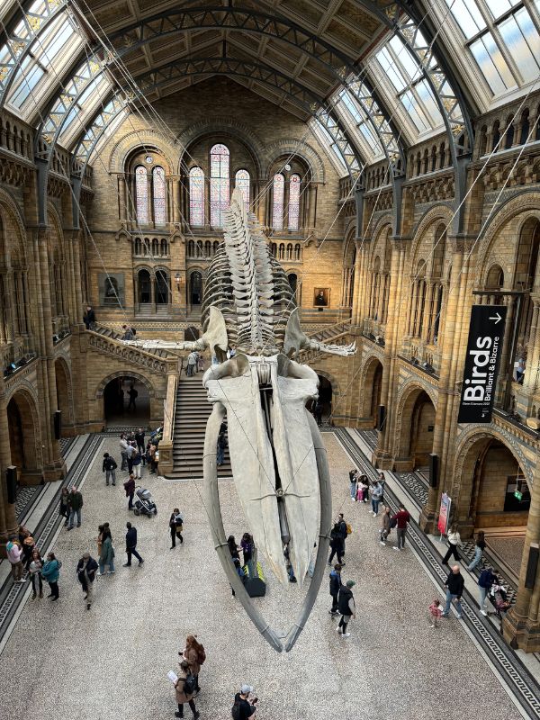 The Natural History Museum building in South Kensington, London